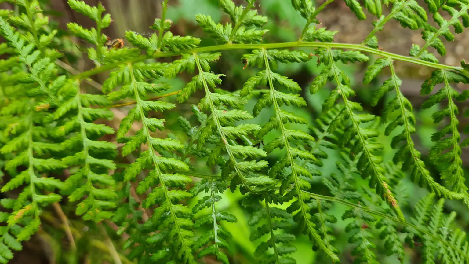 🏡 What is the difference between fern and bracken?