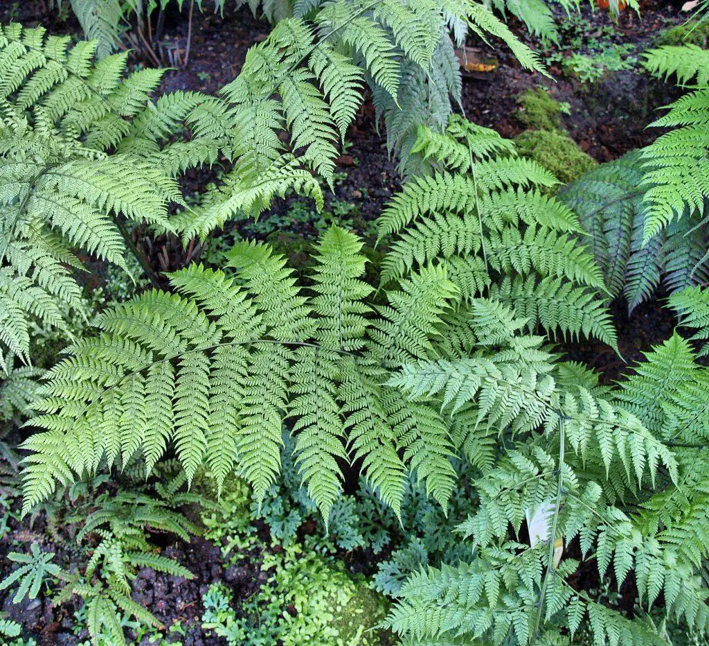 Identify the difference between fern and bracken