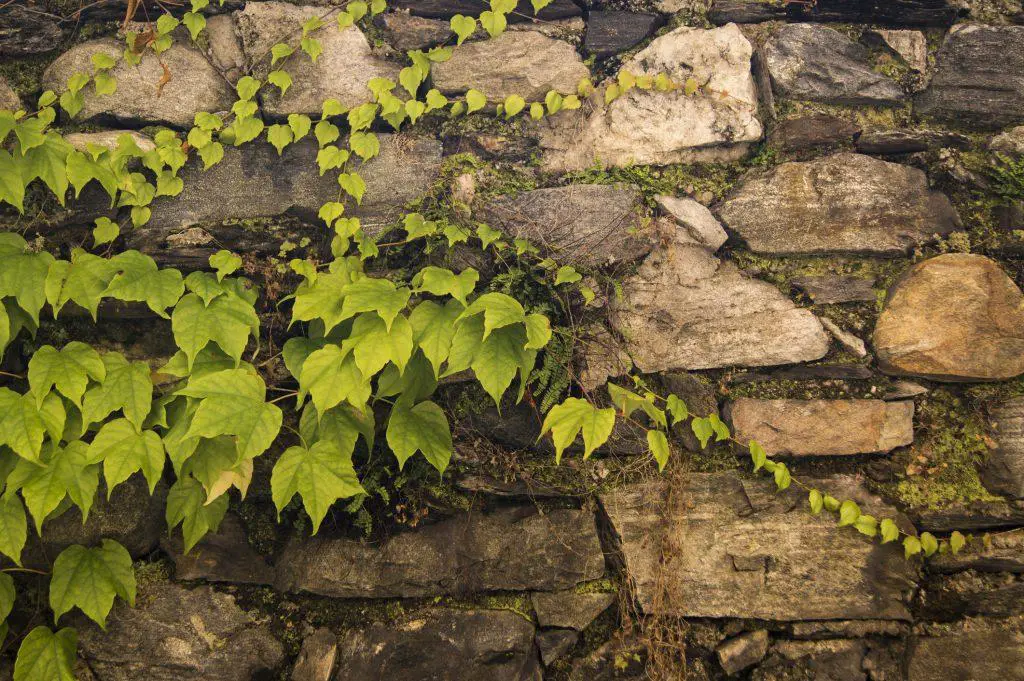Old stone wall with Poison ivy growing across it
