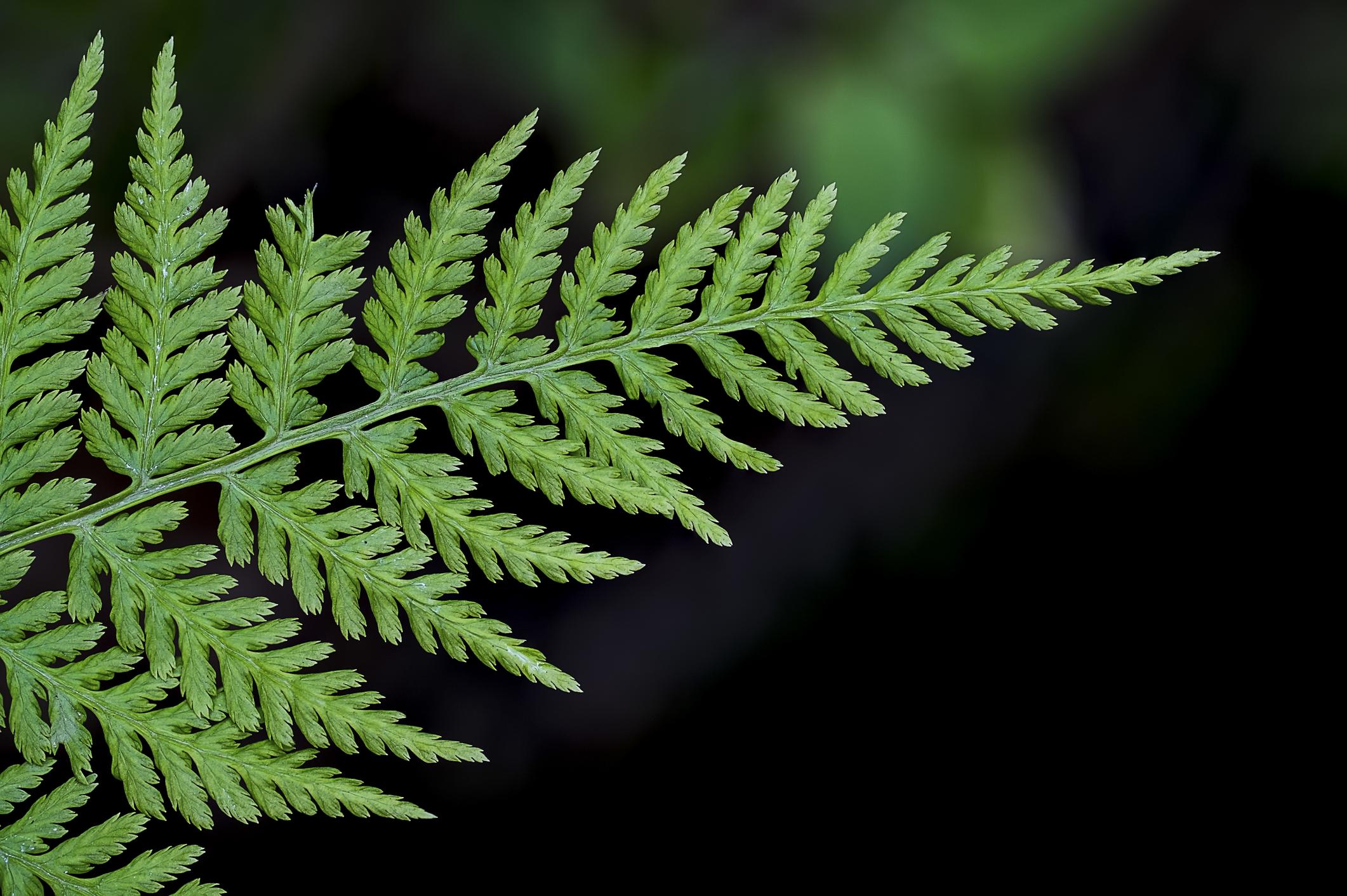 Fern leaves - difference between fern and bracken