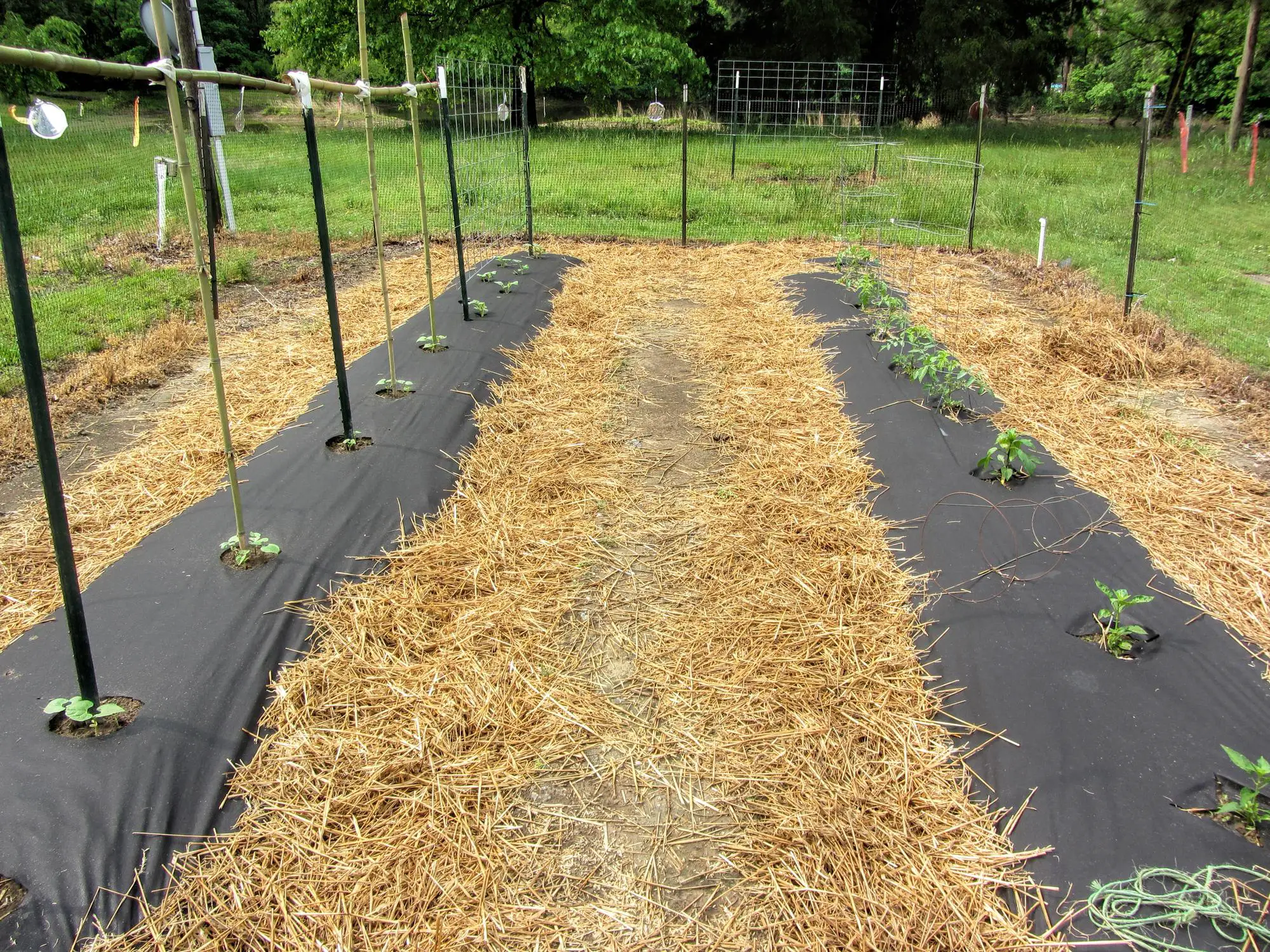 Use of Black Plastic sheeting and Straw For Weed management Control