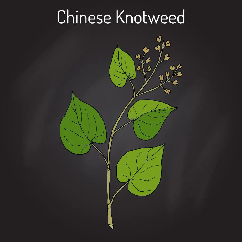 Chinese knotweed illustration showing its heart shaped leaves - similar to Japanese knotweed - what is Chinese knotweed?