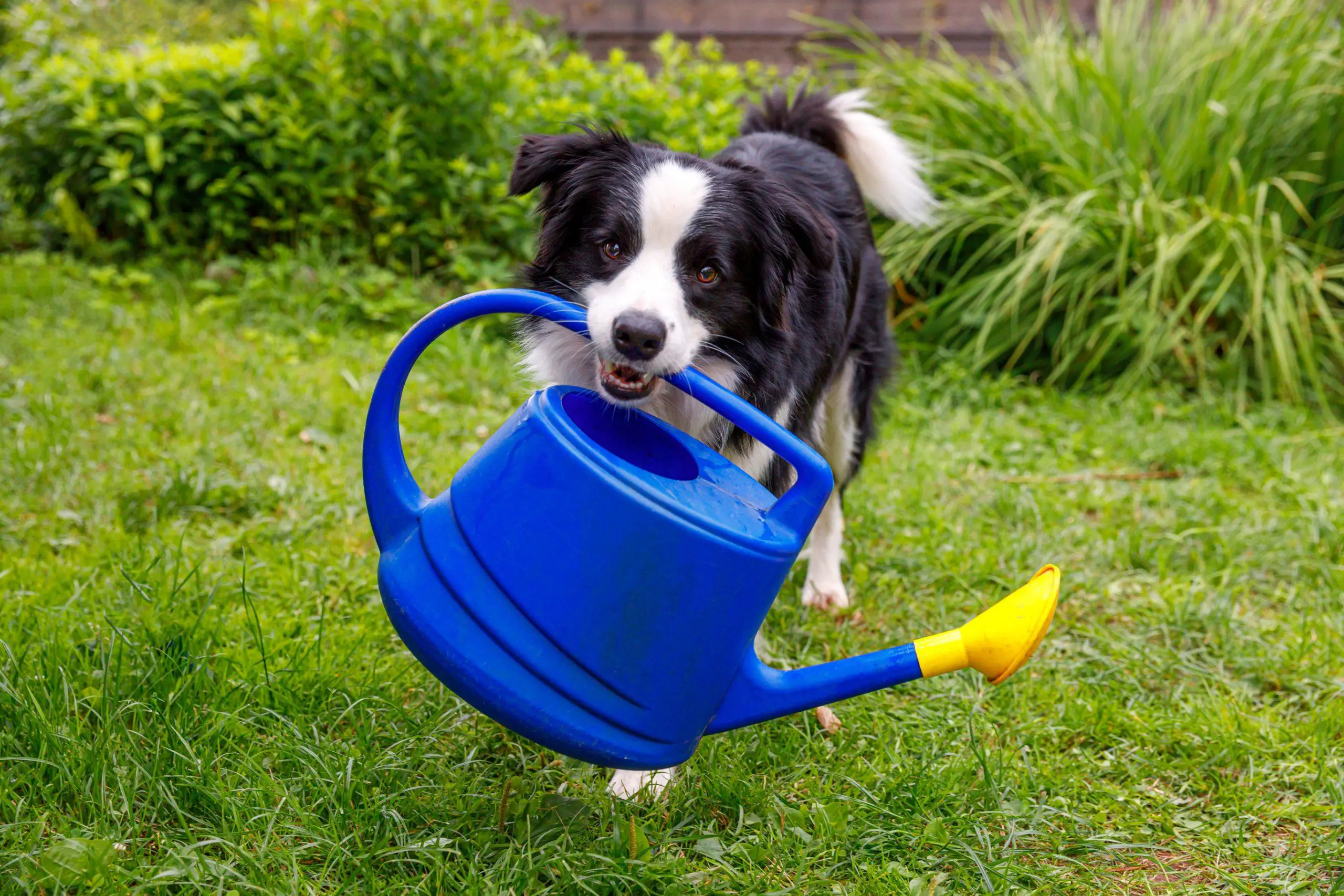 Collie dog holding a watering being used for a pet safe weed killer scaled