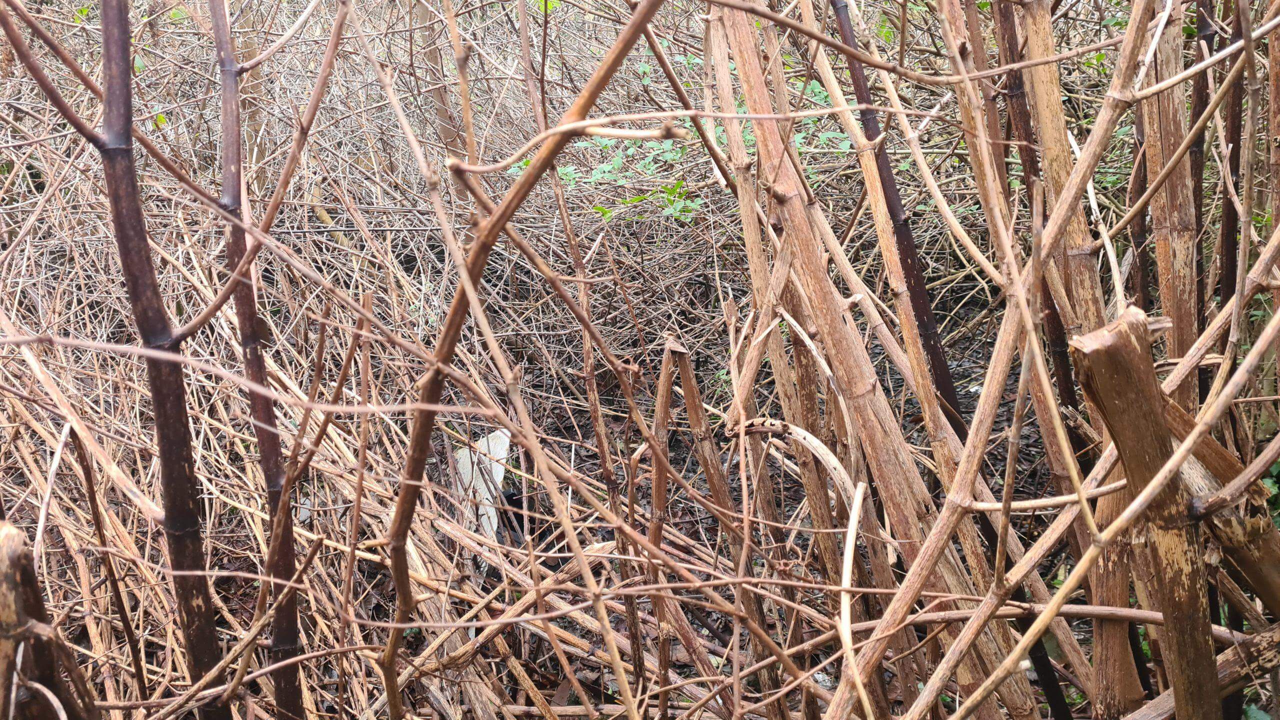Dead Japanese knotweed stems droop over during winter