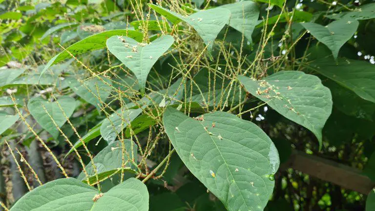 Japanese knotweed invasive nature: How to identify and remove it