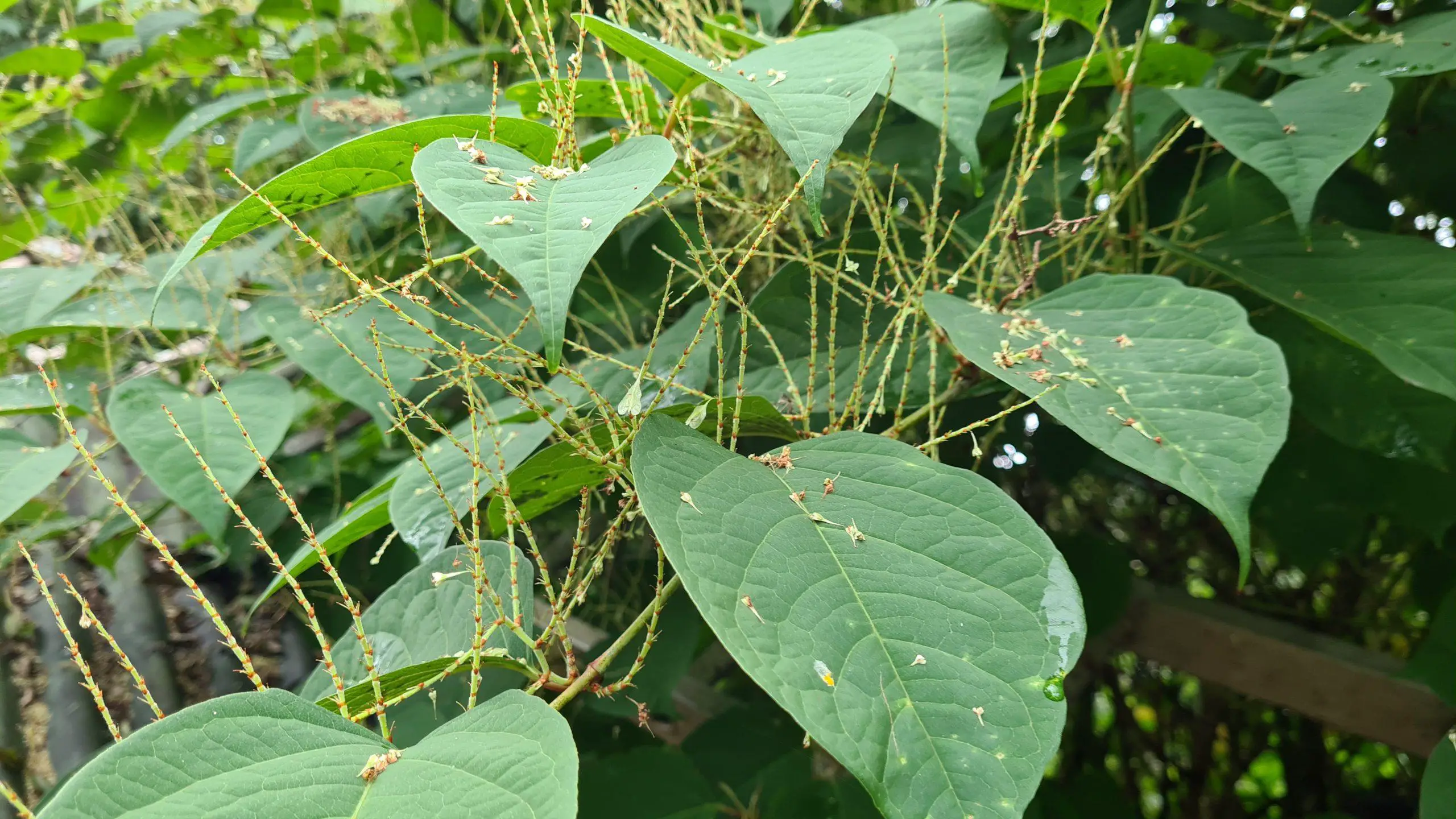 Japanese knotweed invasive plants can quickly take over your garden