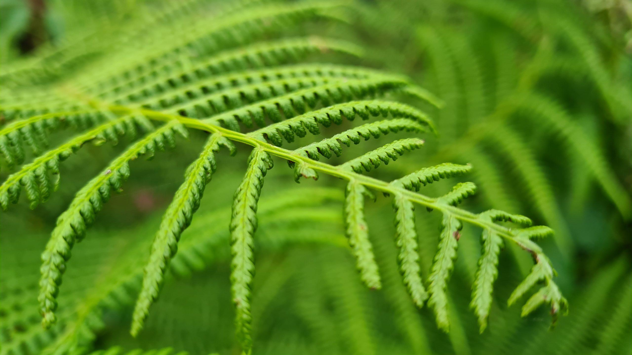 Know how to remove bracken fern from your property