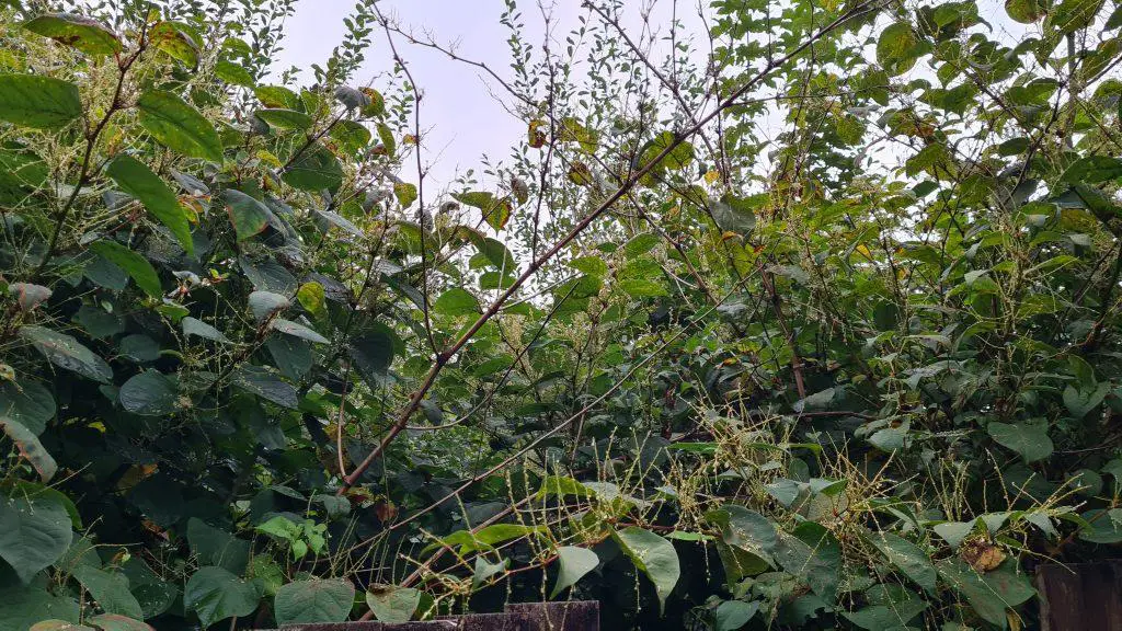 Learn how to identify and remove Japanese knotweed