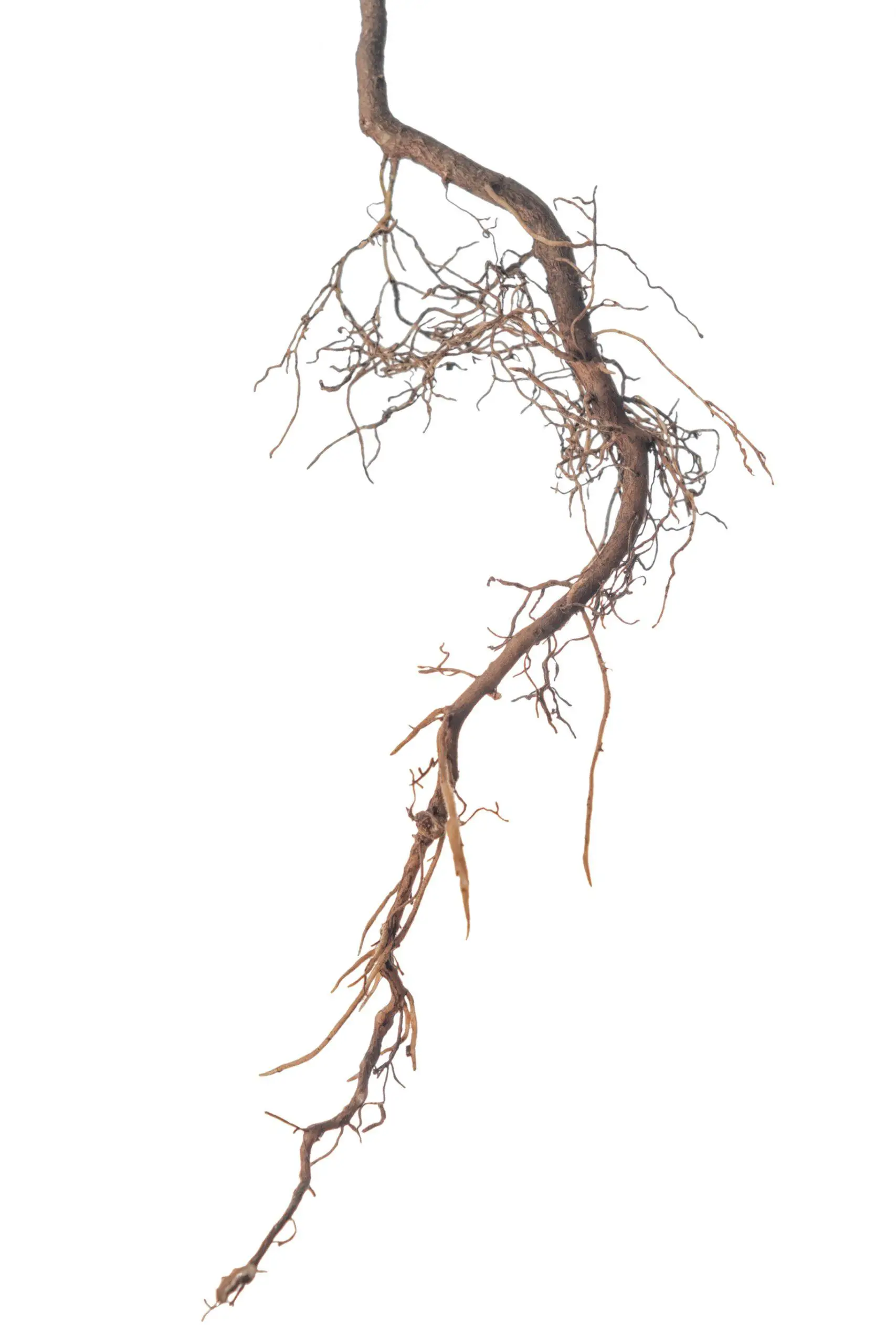 Rhizomes have many shoots attached them and grow horizontal as well as vertical