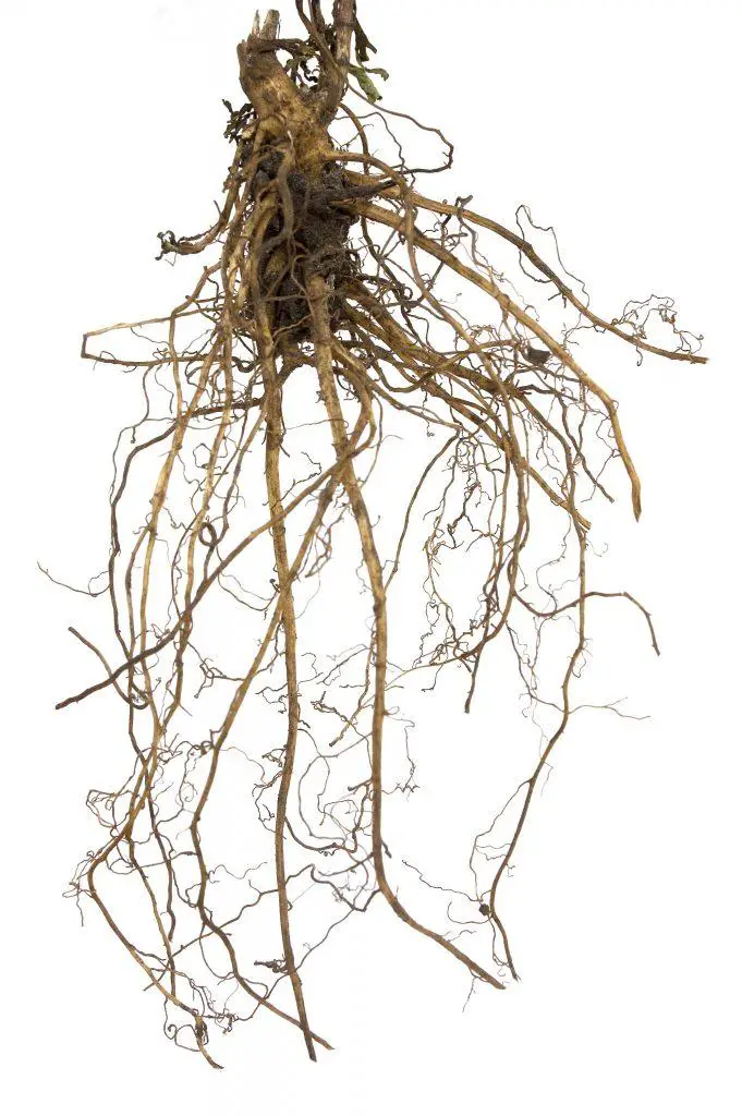 Roots extend as long individual stems - rhizomes