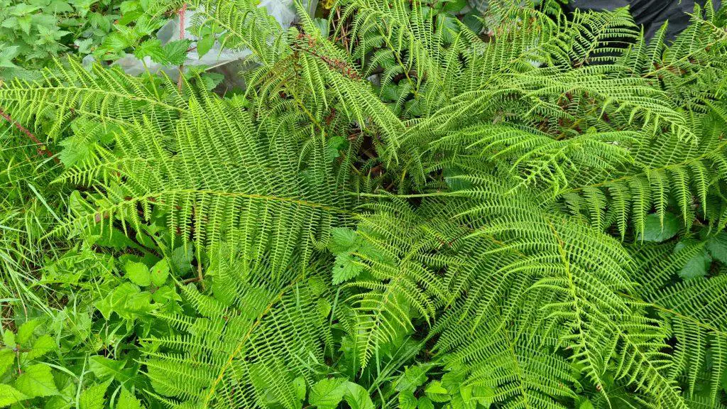 Should I remove bracken fern from my property in order to protect my plants