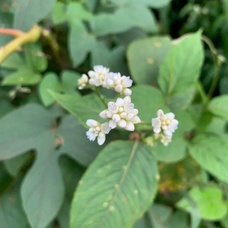 What is Chinese knotweed?