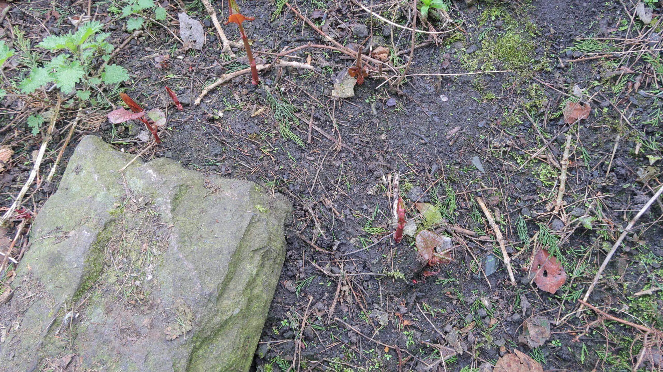 Early Japanese knotweed shoots begin to grow from late March across open ground from seeds spread the year before
