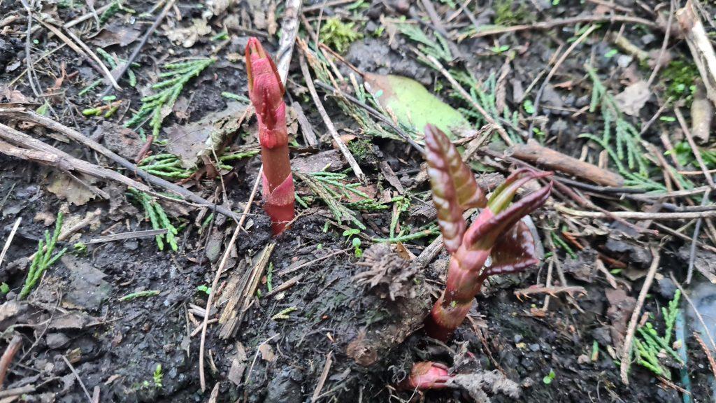 Japanese knotweed shoots beginning to show in late March - Japanese knotweed identification