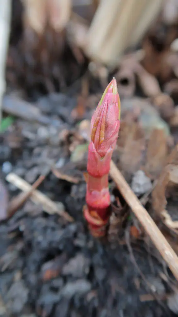 The pink heads of Japanese knotweed buds begin to climb out of the ground  at an alarming rate - early Japanese knotweed shoots