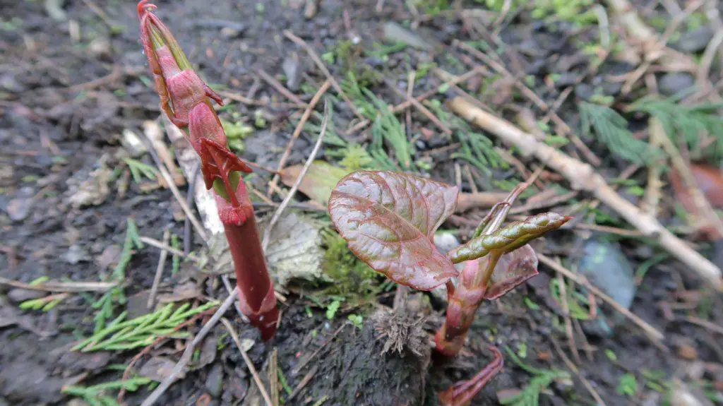 The signs of early Japanese knotweed shoots in late March spreading over fresh ground