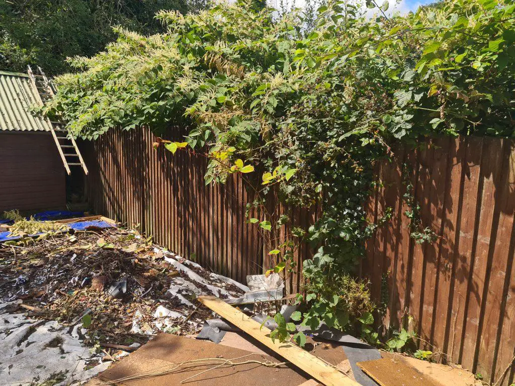 A property containing Japanese knotweed can impact a neighbour's property as it poses a serious threat - mortgage with Japanese knotweed