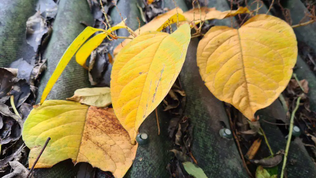 At the end of summer the leaves lose their green colour and turn yellow - identification of Japanese knotweed