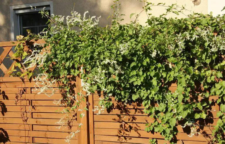What is the Best Way to get rid of Russian vines?
