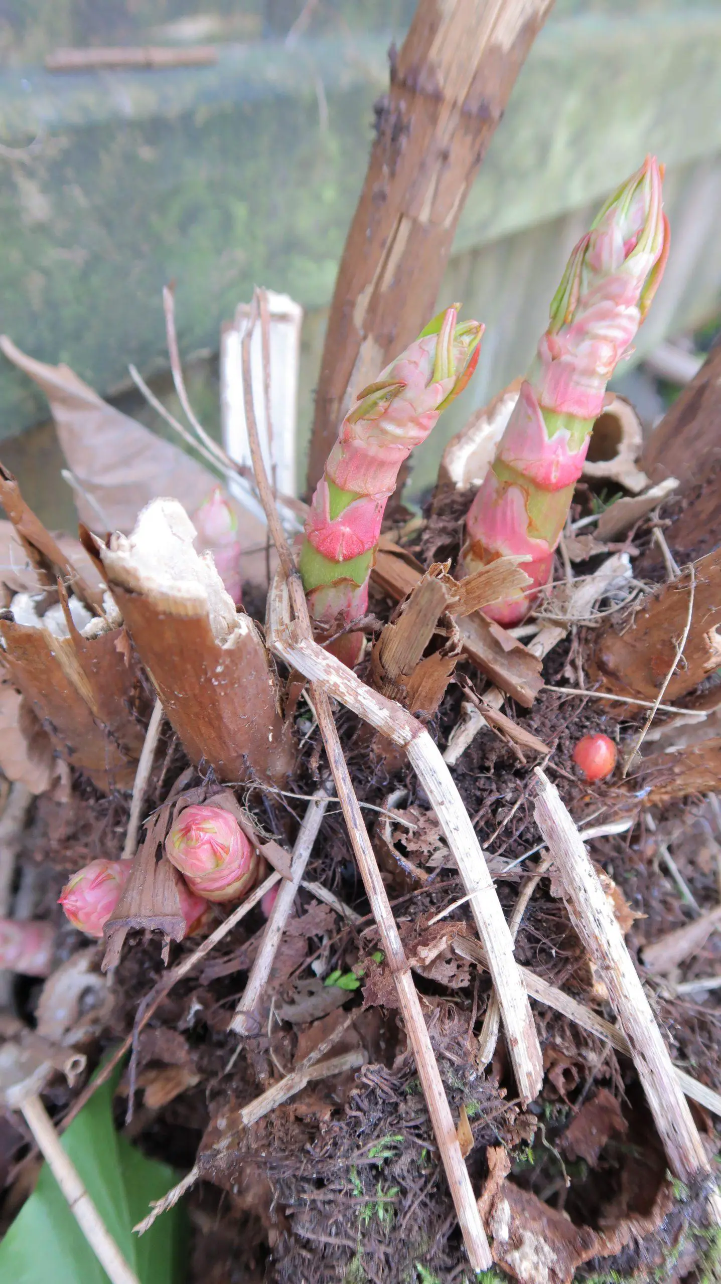 Clumps of Japanese knotweed shoots and buds growing fiercely - identify Japanese knotweed early