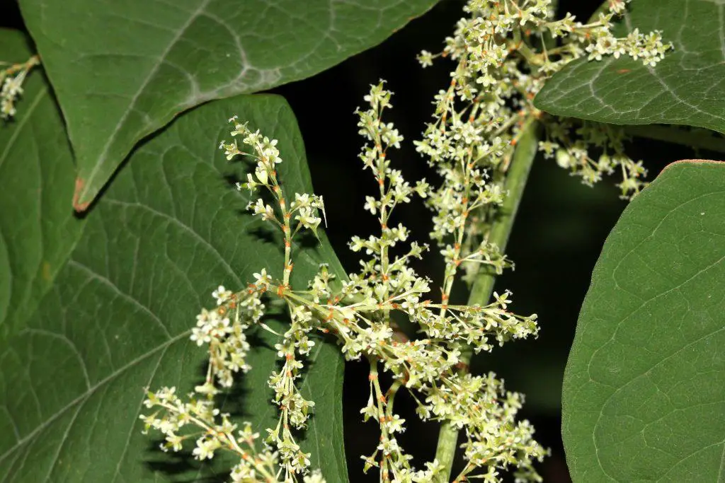 Fallopia japonica, Japanese Knotweed, large herbaceous perennial with small white flowers in spreading racemes - identification of Japanese knotweed