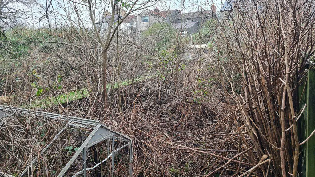 House with Japanese knotweed being cleared with a treatment plan
