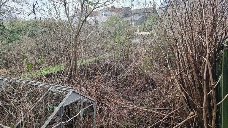 4 Steps to Buying a House With Japanese Knotweed