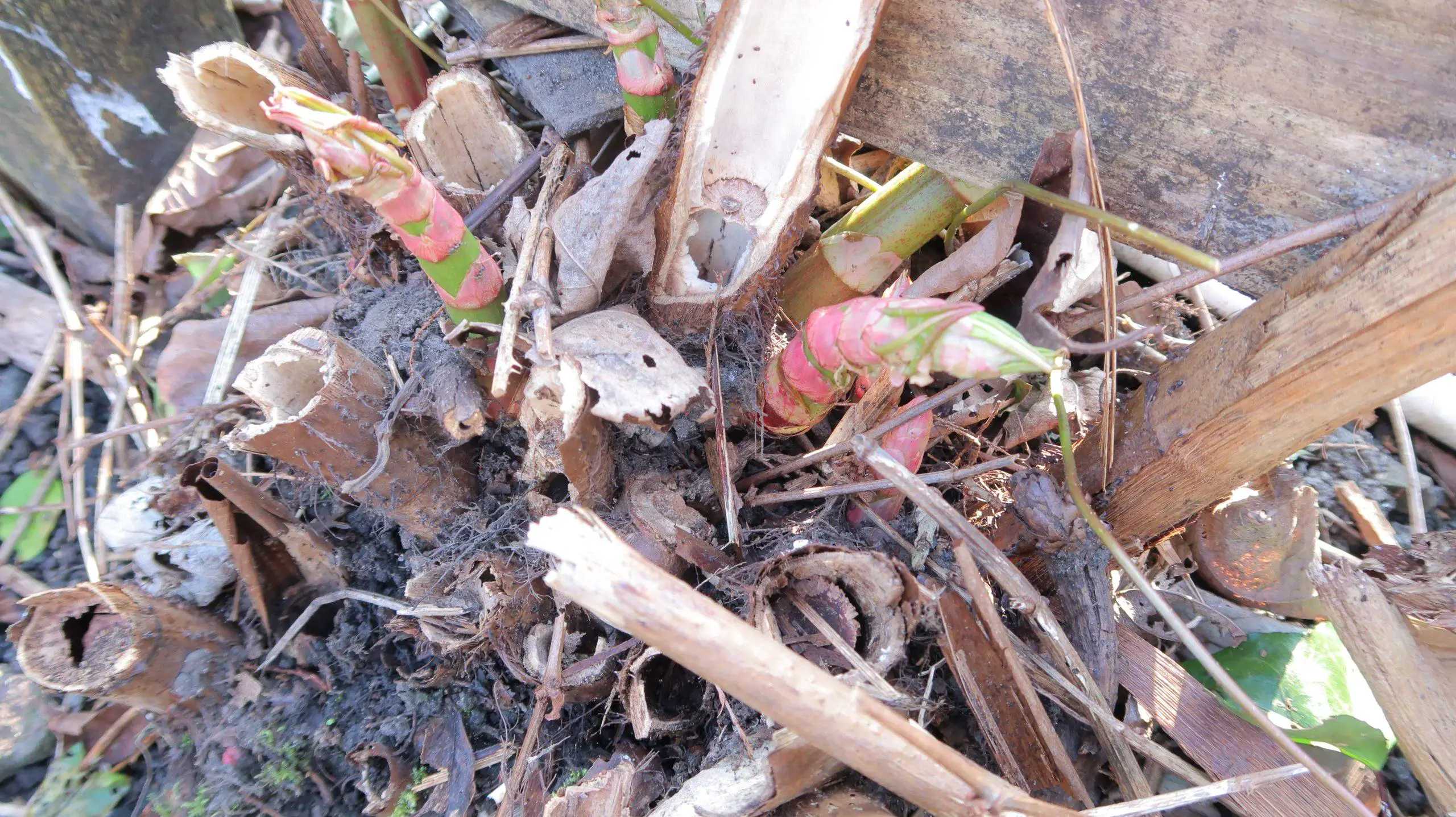 Identify Japanese knotweed early in the season scaled