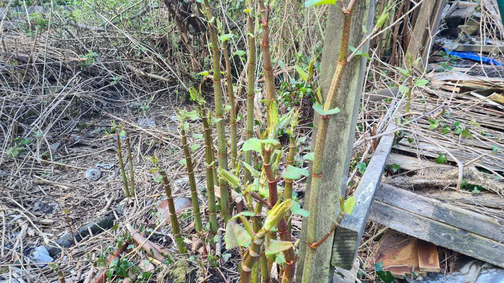 If left unchecked Japanese knotweed can consume a large area of your property with serious consequences - property affected by Japanese knotweed