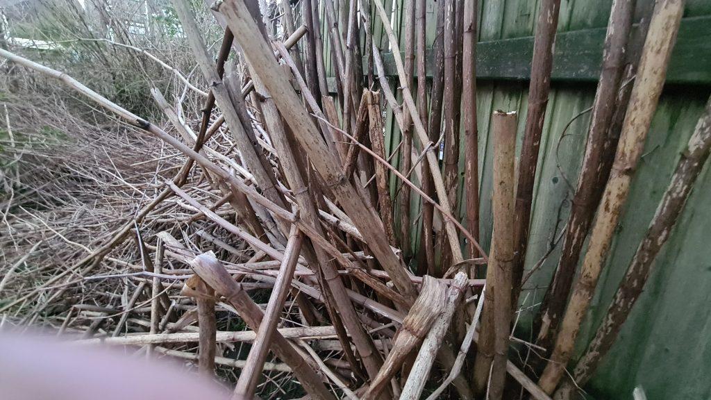 Japanese knotweed canes dried out and dead after winter - identification of Japanese knotweed
