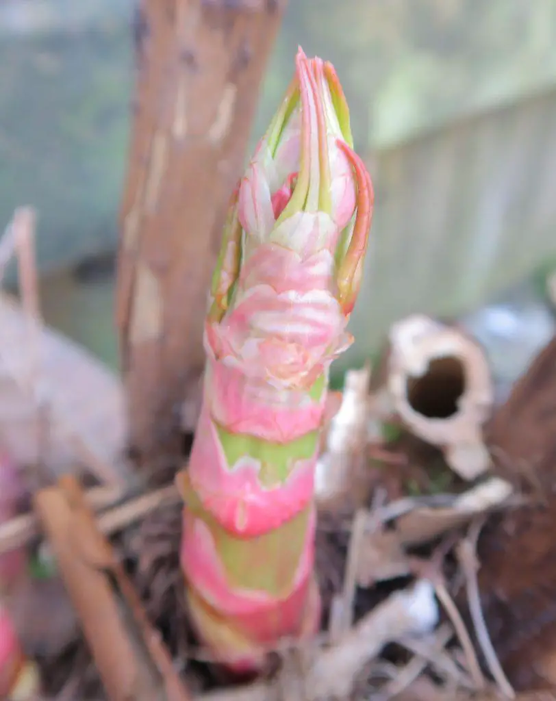 Japanese knotweed crown bud sprouting our of the ground - Japanese knotweed identification