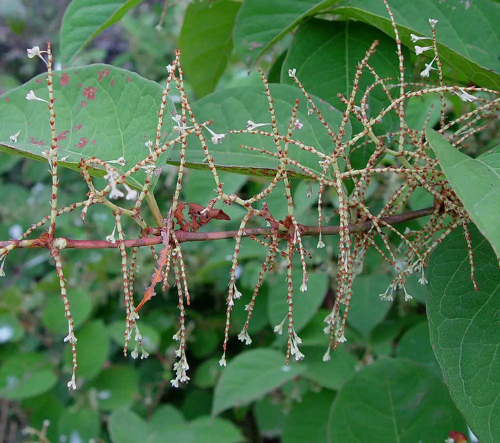 Japanese knotweed fruits spread from the plant - Japanese knotweed identification
