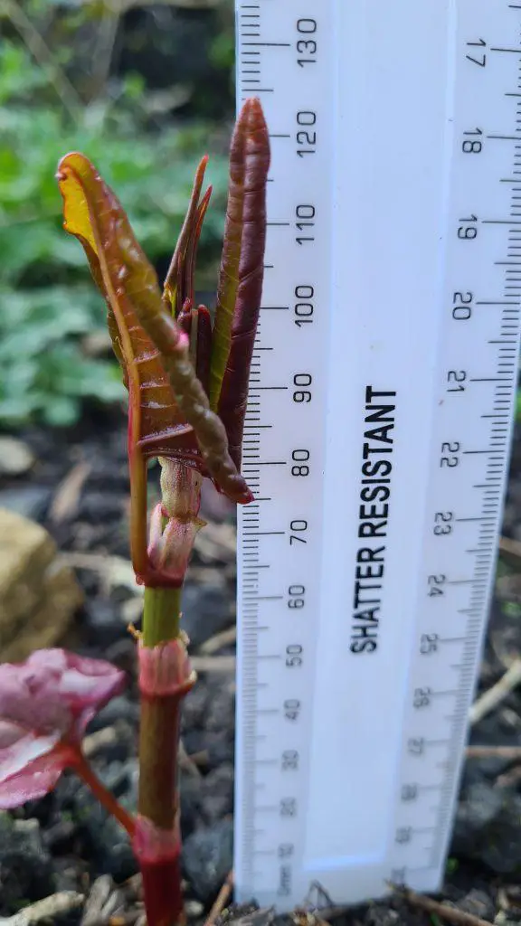 Japanese knotweed growing up to 20cm daily in early spring - Japanese knotweed identification