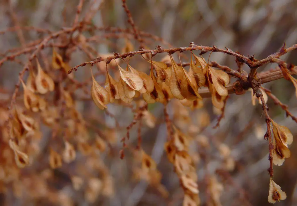 Japanese knotweed seeds at the end of autumn - Japanese knotweed identification