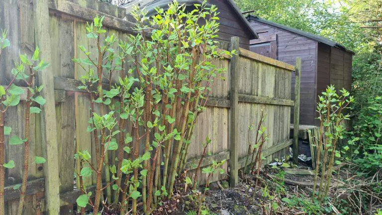 Is it Safe to Buy a Property With Knotweed?