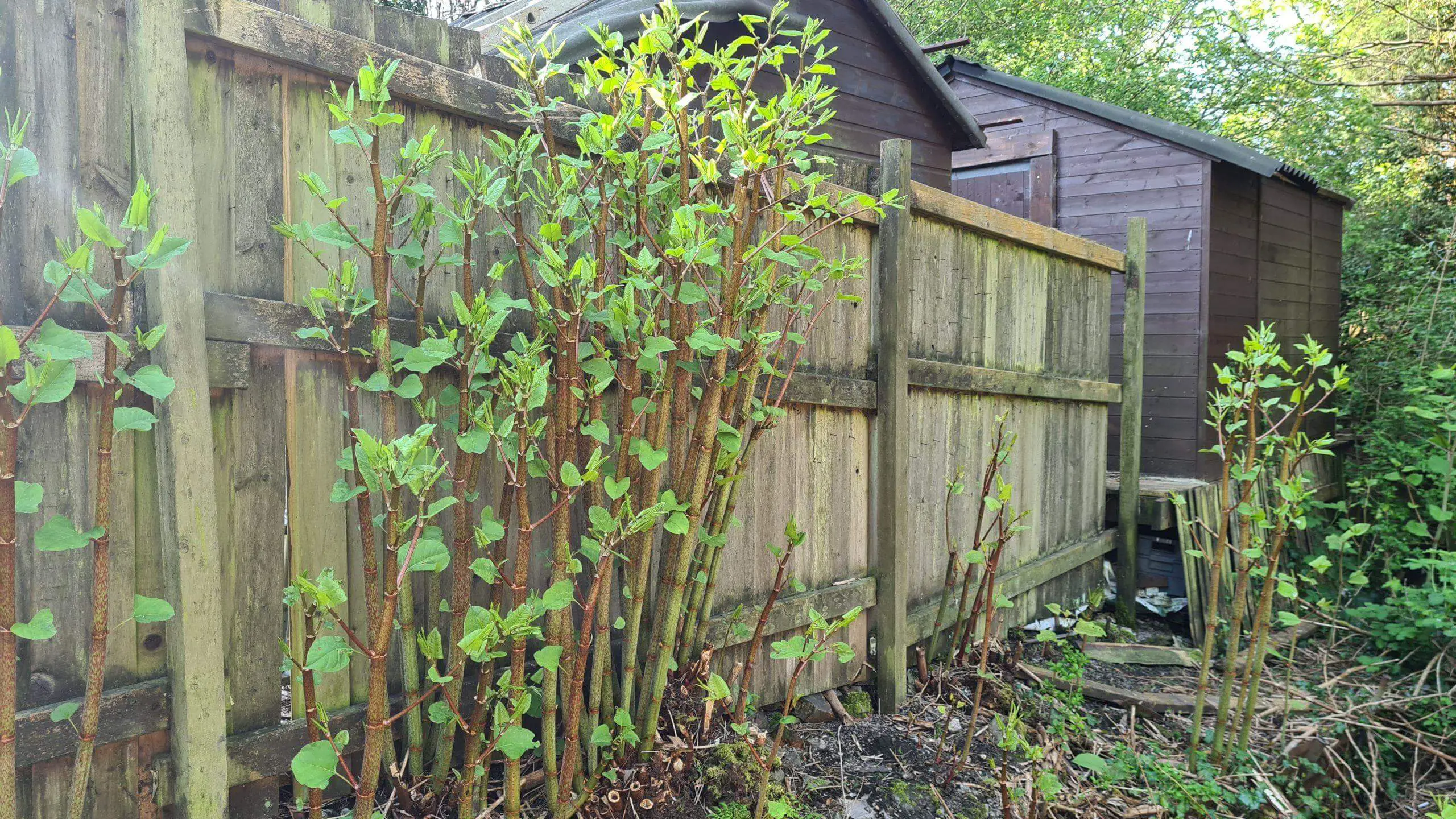Knowing whether it is safe to buy a property with knotweed on it scaled