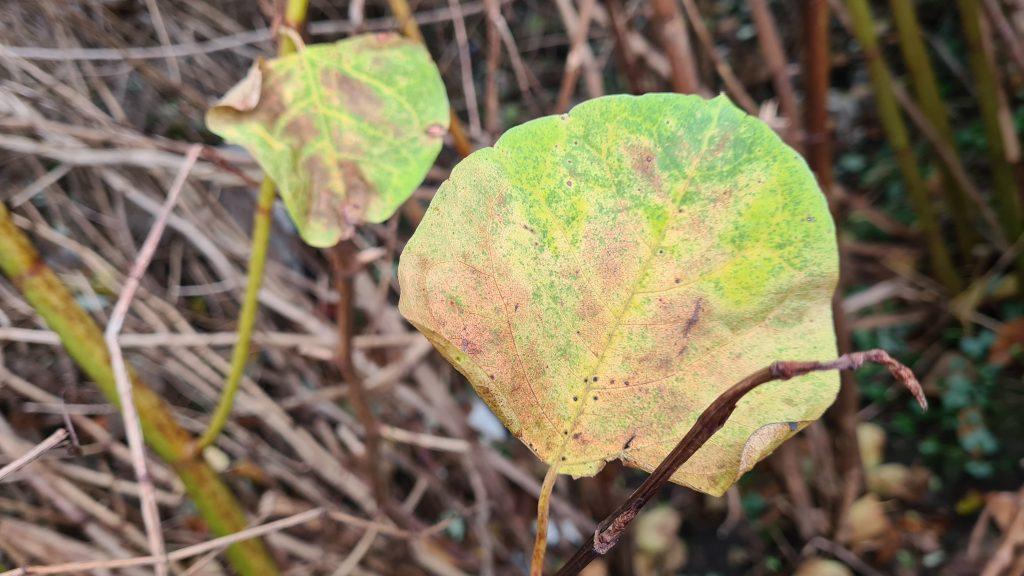 Leaves die off during late autumn, early winter and lose their colour - identification of Japanese knotweed