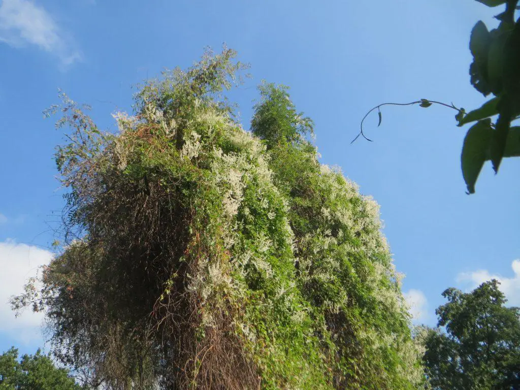Russian vine can grow over several metres high and consume anything it can climb on - get rid of russian vines