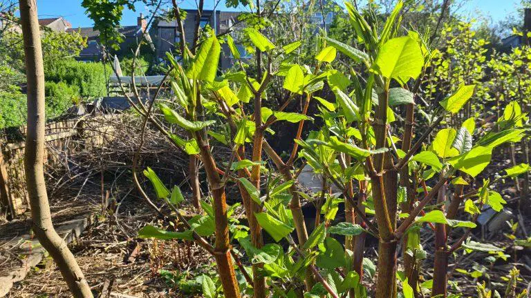 Selling or Buying a Property Affected by Japanese Knotweed?