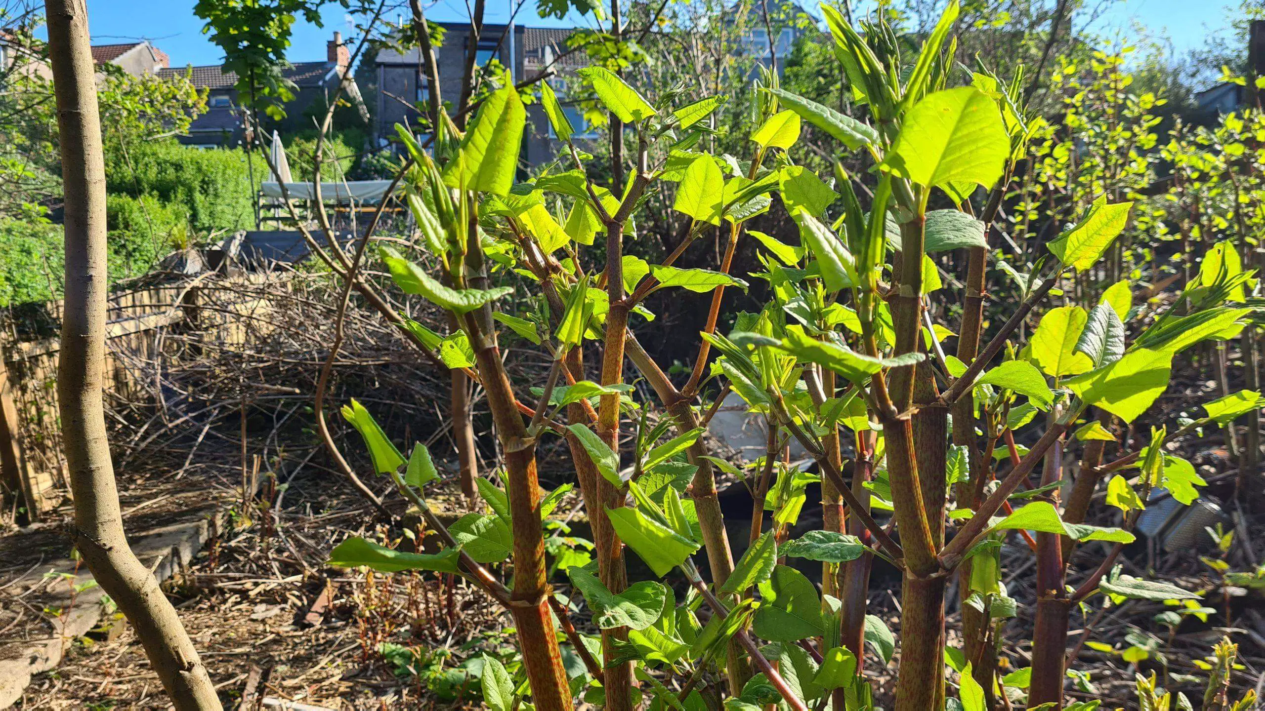 Selling or Buying a Property Affected by Japanese Knotweed