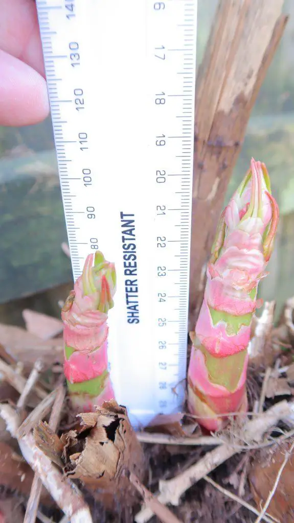 Shoots growing from a clump - Japanese knotweed identification