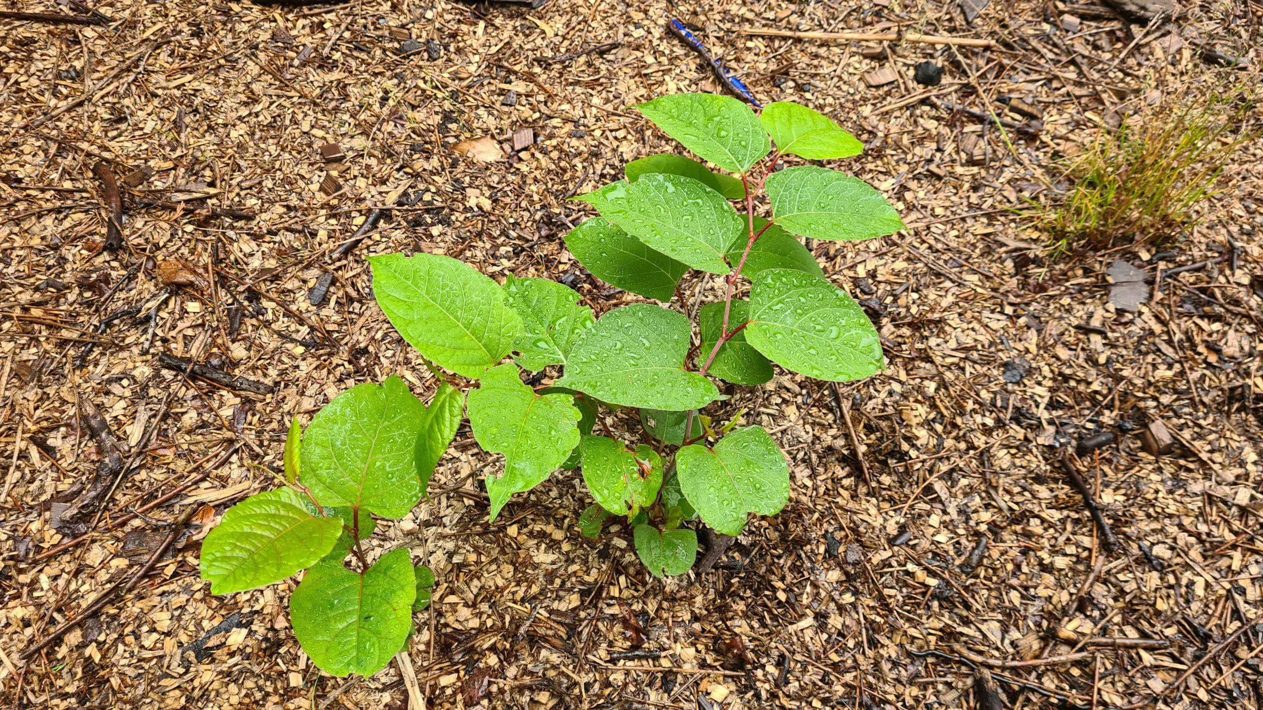 What is Japanese knotweed and how it spreads wildly on a property