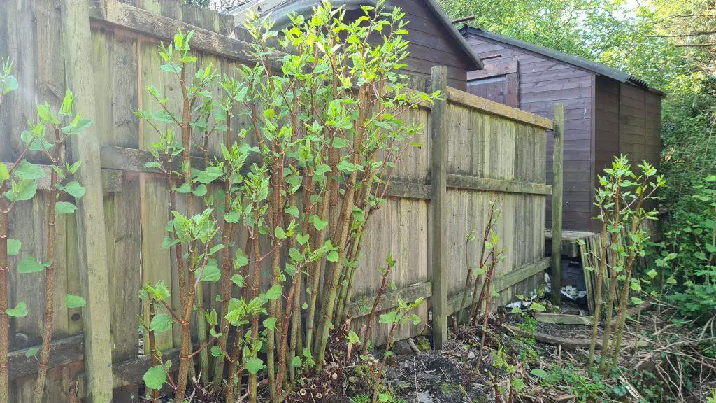 Commercial property affected by the intrusion of Japanese knotweed