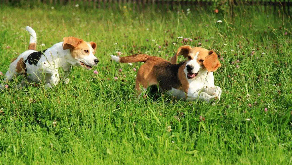 Dogs playing safely in a garden treated with a Glyphosate free weed killer safe around dogs