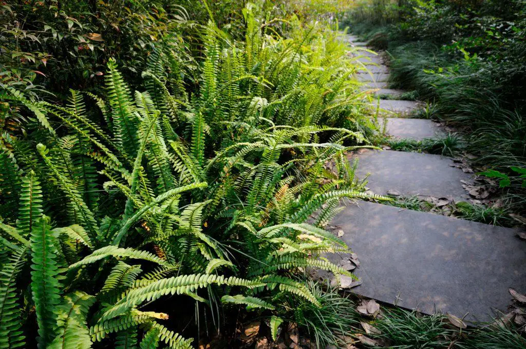 Ferns overgrowing a garden path and needing to be cut back - get rid of ferns