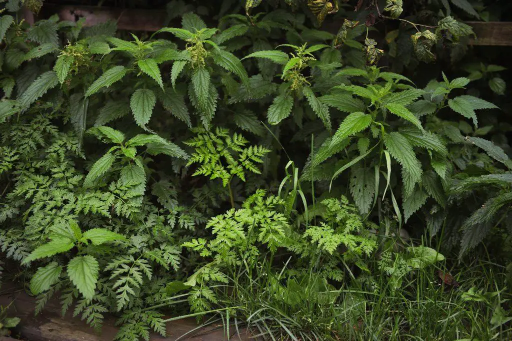 Ferns quickly consume an area and prevent other plants from thriving if not managed - get rid of ferns