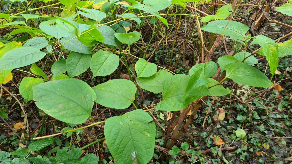 Gain control of Japanese knotweed as it invades your property