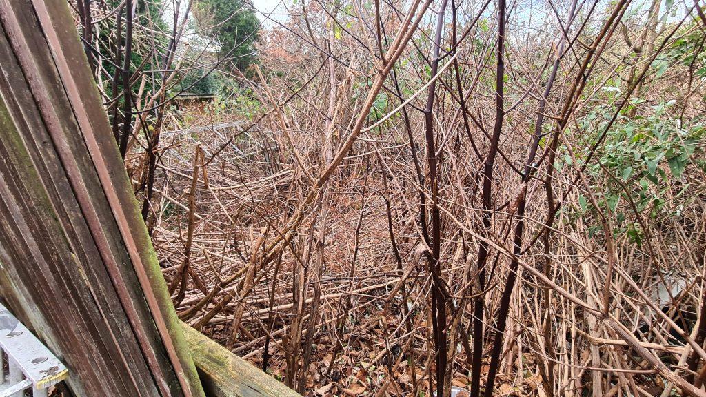 Japanese knotweed canes turn brown and brittle during winter - commercial knotweed removal