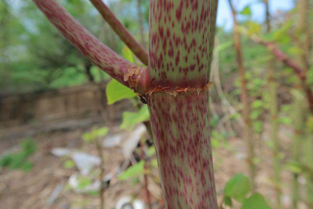 Japanese knotweed stems grow to over 3 metres in as little as six weeks