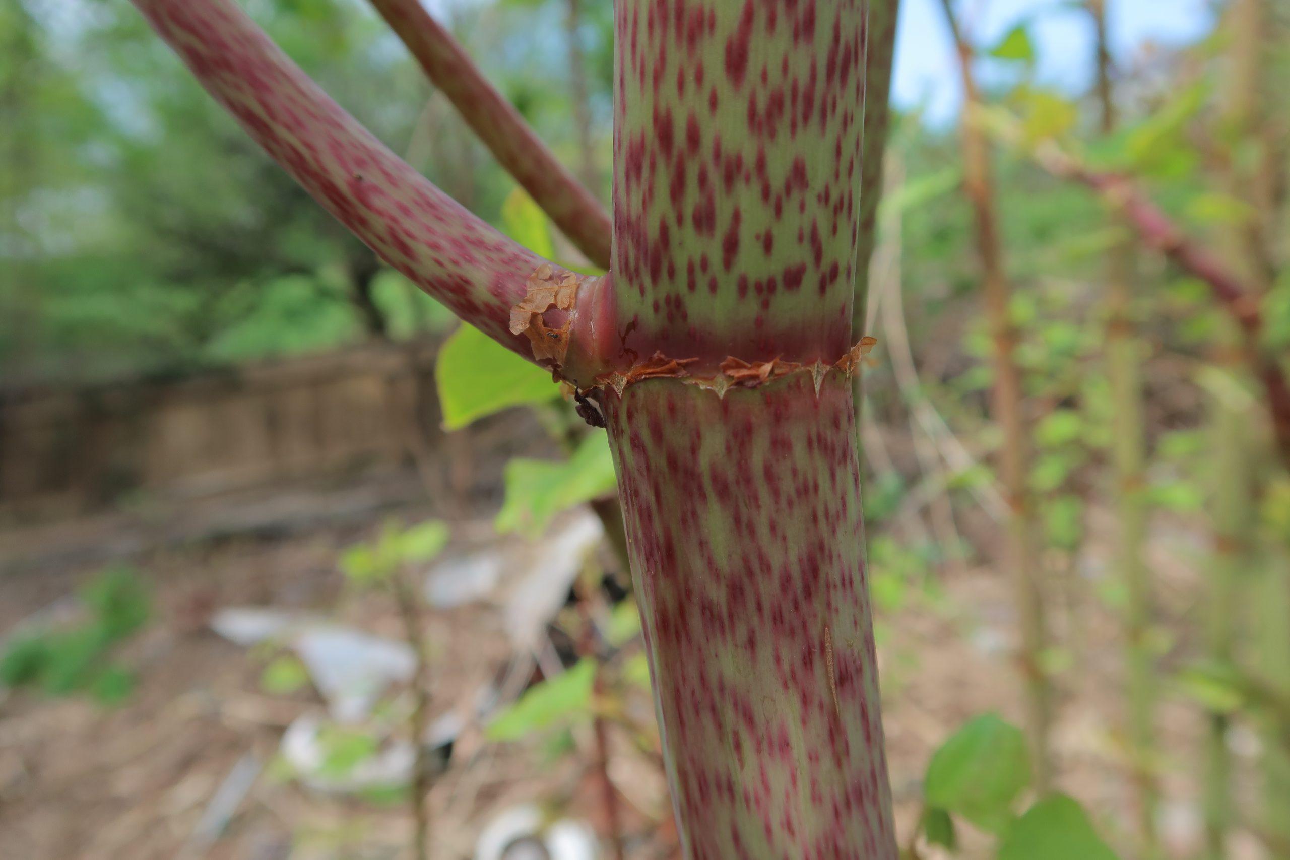 Japanese knotweed stems grow to over 3 metres in as little as six weeks - commercial knotweed removal